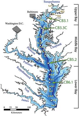 Nutrient- and Climate-Induced Shifts in the Phenology of Linked Biogeochemical Cycles in a Temperate Estuary